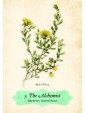 Oracle of The Roses : Blessings to support your heart and soul by Cheralyn Darcey